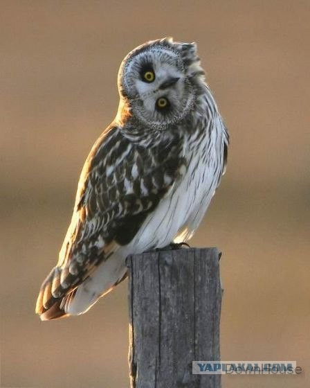 Бутиратчик из Череповца