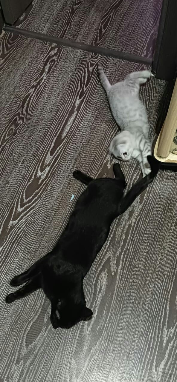 А ваши котейки че счас делают?