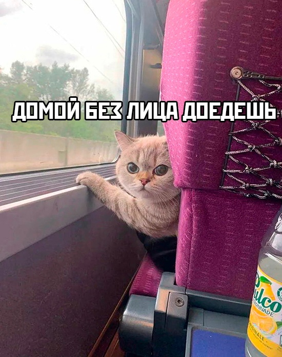 В такой ситуации лучше быть аккуратнее и не выводить пушистого