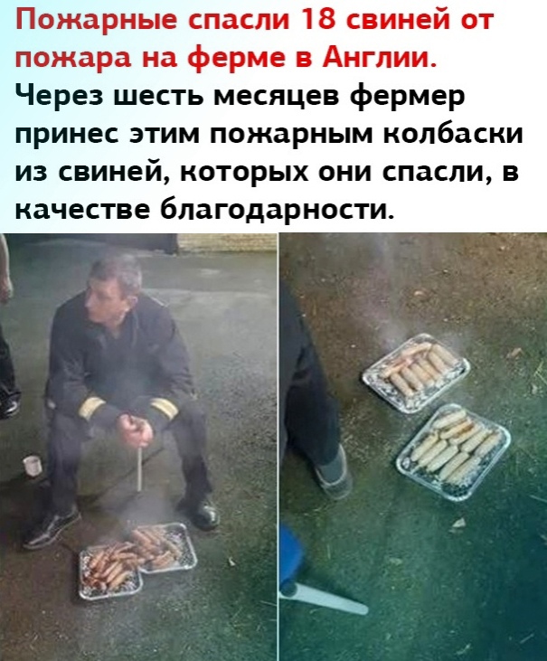 Турецкий экскаваторщик спас телёнка