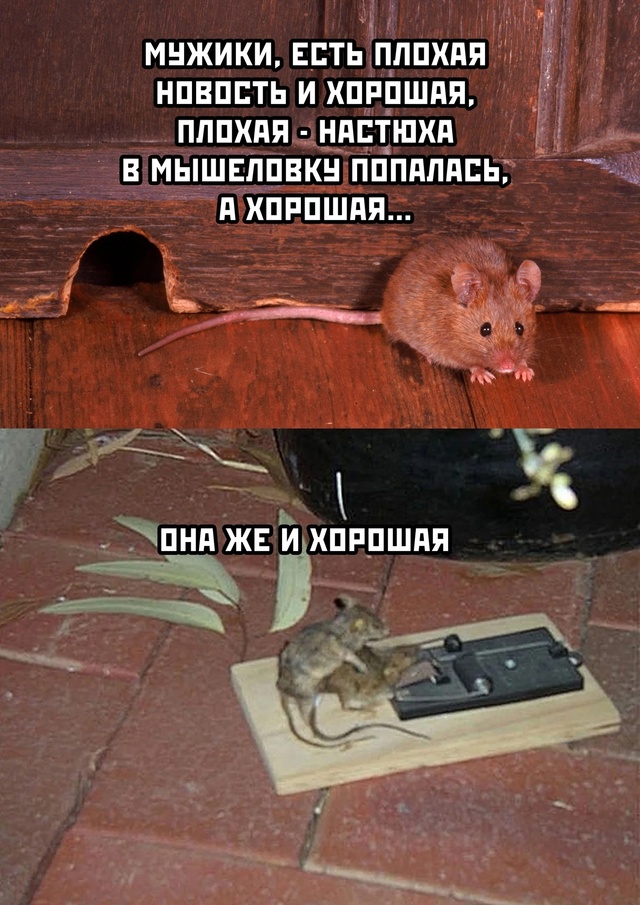 Весёлый полтишок 27.09.24