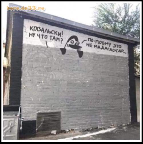 Полярники засняли колонию любопытных булочек