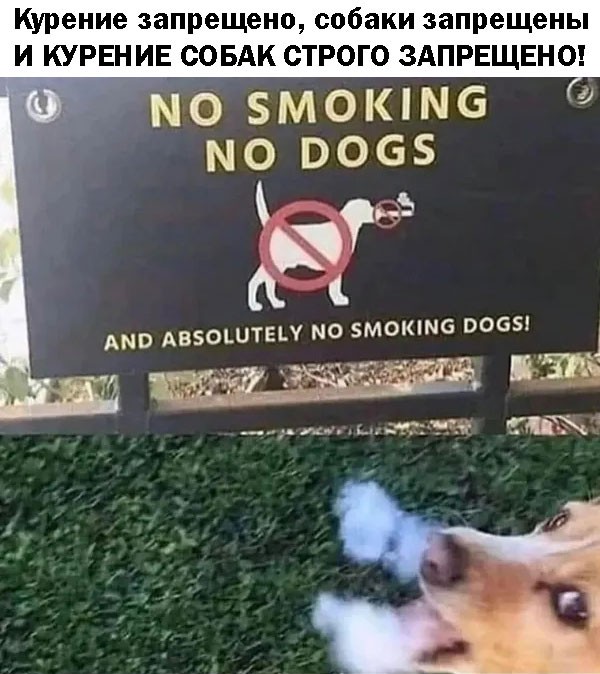 Подборка картинок к собакочетвергу