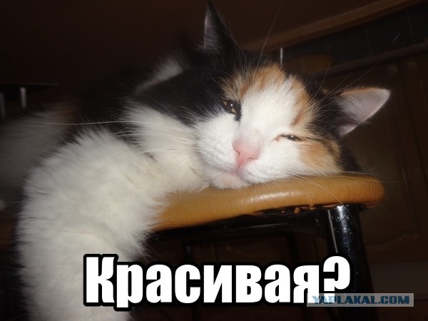 ВНЕК-8 «Музыка Души: Последняя встреча»: лента... песен!
