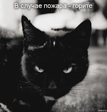 Как правильно помыть кошку