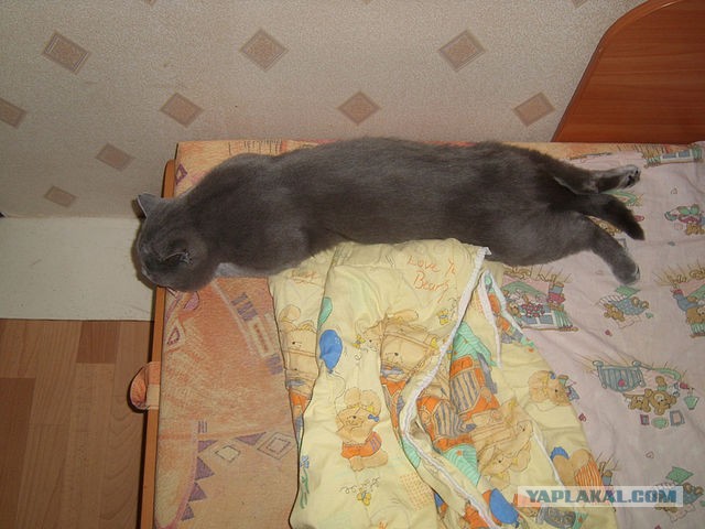 Котейка, который не знает как лежат котейки