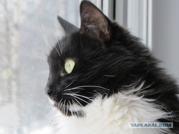 Котовторник 8.10.2013