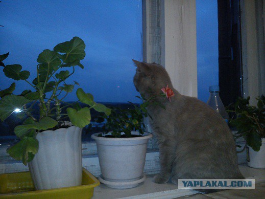 Котовторник 15.07.2014.