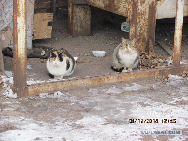 Котовторник 9.12.2014