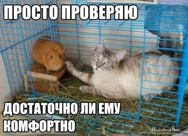 Обидели котейку? Получите, распишитесь!