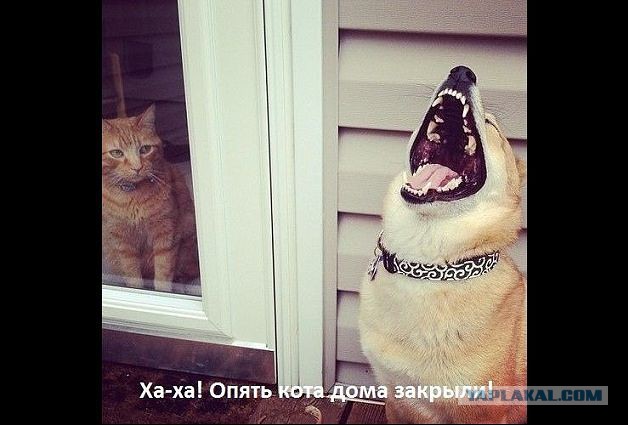 Забавные картинки из Сети