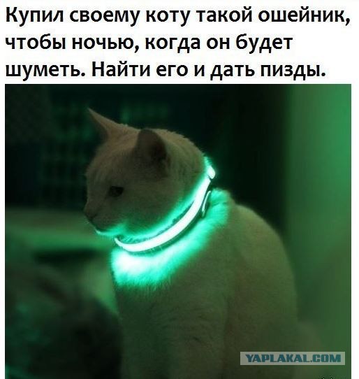 Народ! Кошка заемучила! Че делать?!