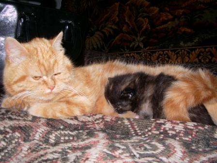 Коты, кошки, котята