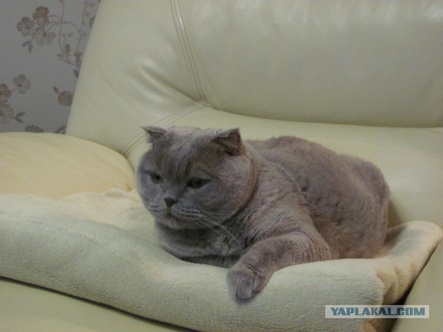 Новогодний котовторник,05.01.16.
