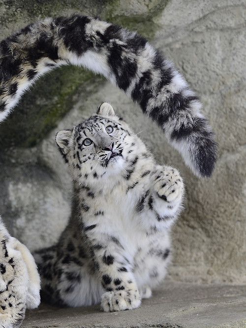 Котовторник
