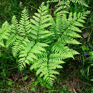 Кальмар+папоротник=вкусно