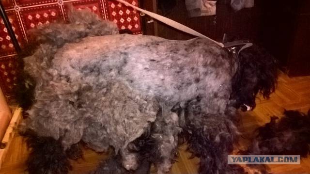 Помогите потеряшке! Ищем старых хозяев Керри Блю Терьера