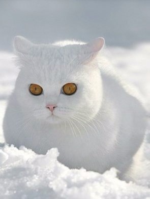 Мохнатые беспредельщики