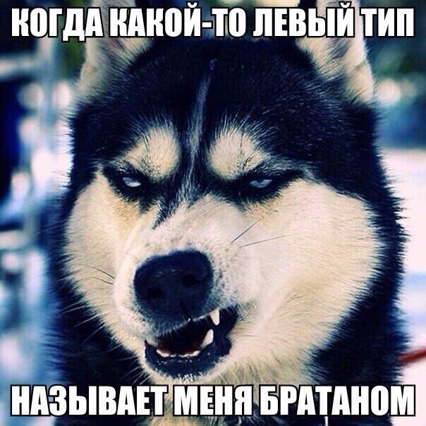 Мохнатые беспредельщики