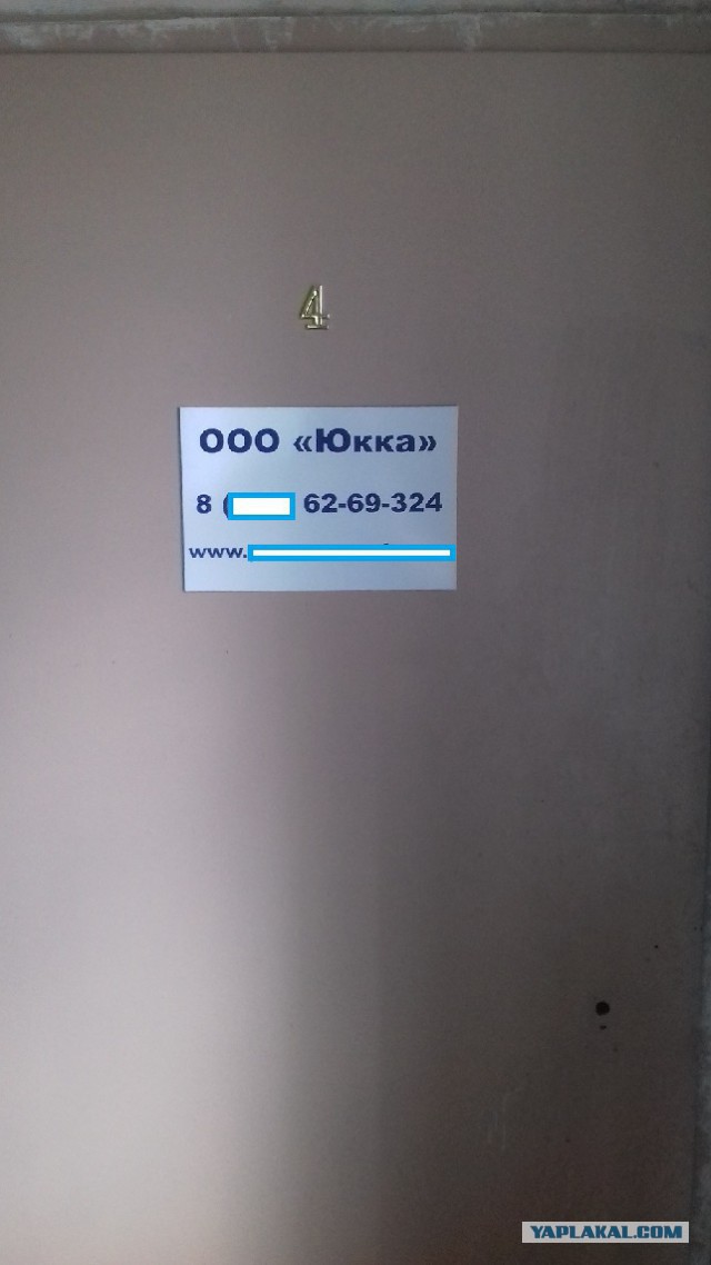 Юкка: уход и размножение