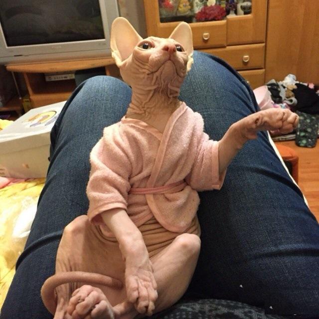 Коты из сети