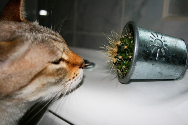 Коты из сети