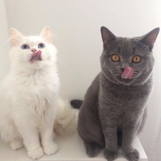 Коты из сети