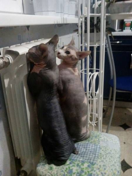 Коты и Кошки