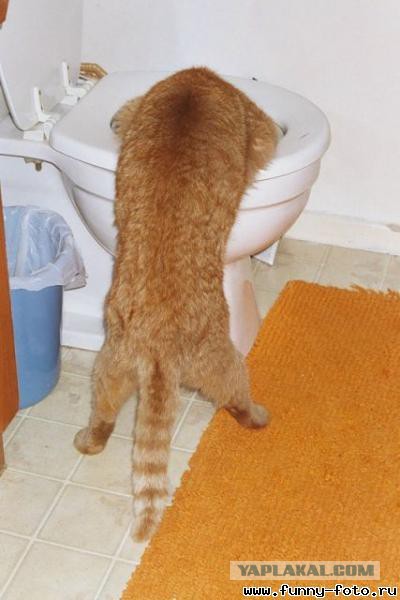 Коты и Кошки