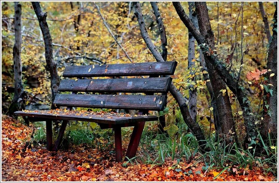 В парке старинном деревья. Старая скамейка в парке. Скамейка в парке. Лавочка в лесу. Скамейка в лесу.