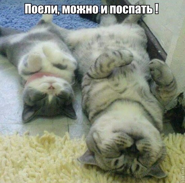 Коты и Кошки