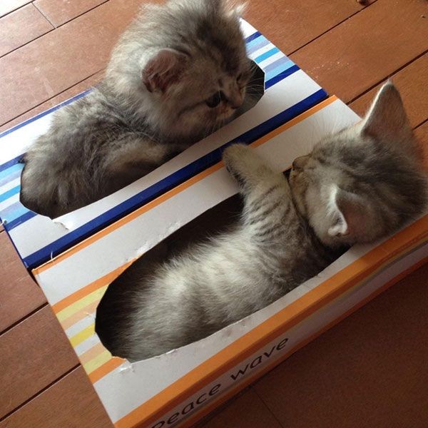 Коты и Кошки