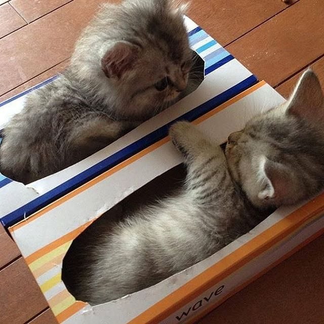 Коты и Кошки