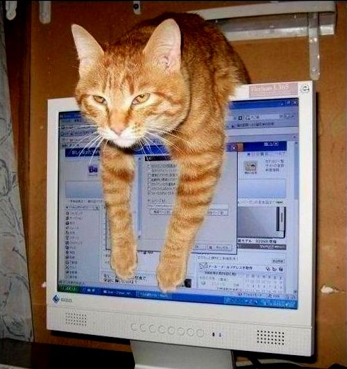 24 кота, которые подняли дерзость на новый уровень