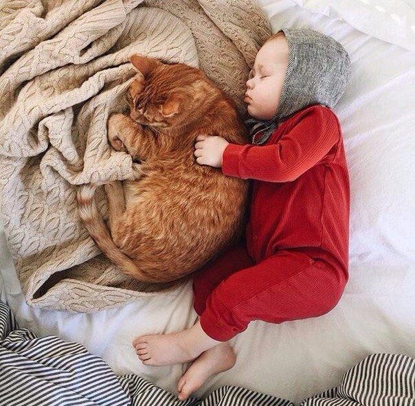 Коты и Кошки
