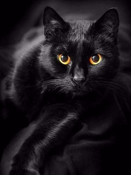Коты и Кошки