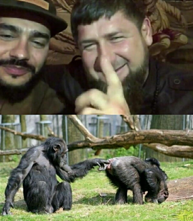 Кадыров и Тимати