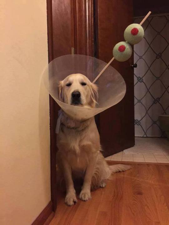 Живность из сети