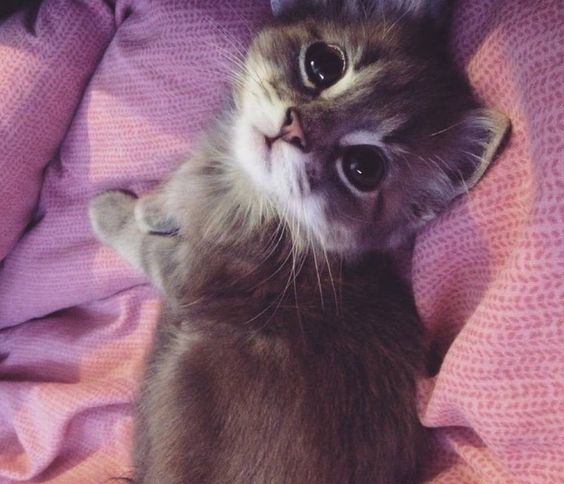 Прикольных котов пост