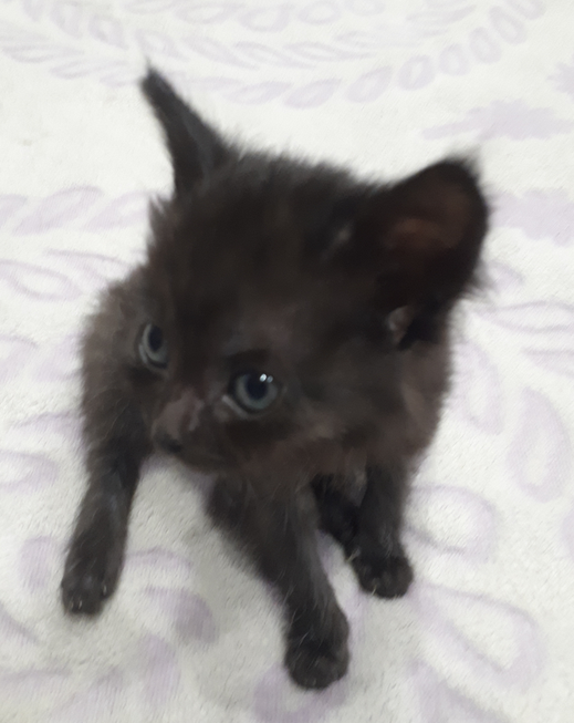 Котовторник 05.06.2018