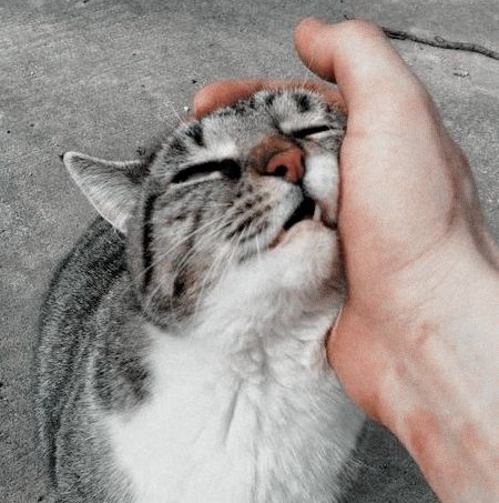 Прикольных котов пост