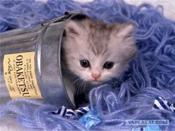 Котовторник на ЯПлакалъ