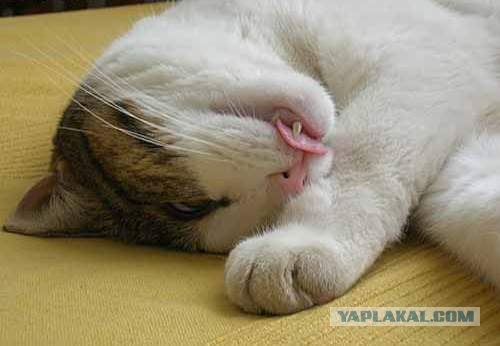Внимание! На ЯПе КОТОВТОРНИК. 23.09.08.
