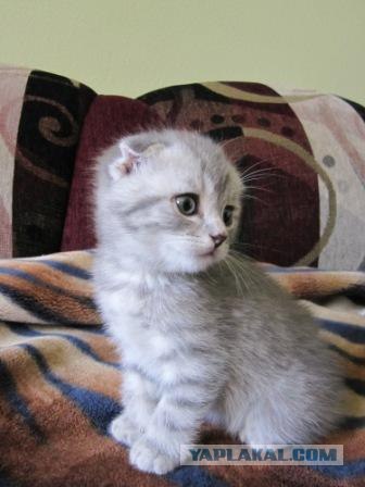 Котовторник на 2 ноября
