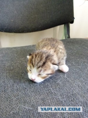 Котовторник!