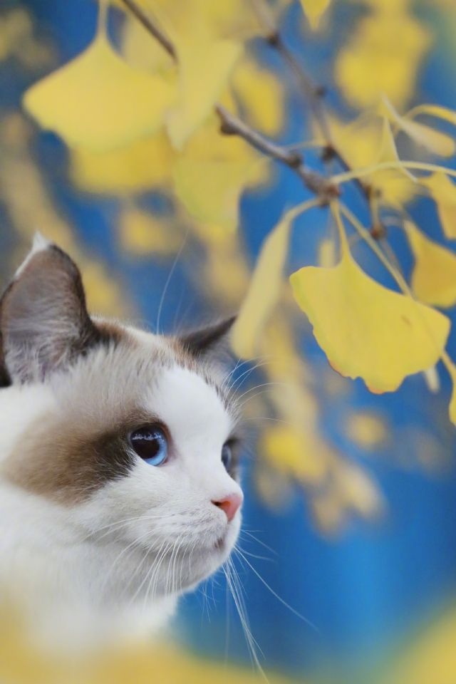 Прикольных котов пост