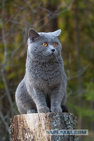 Котовторник 06.09.11