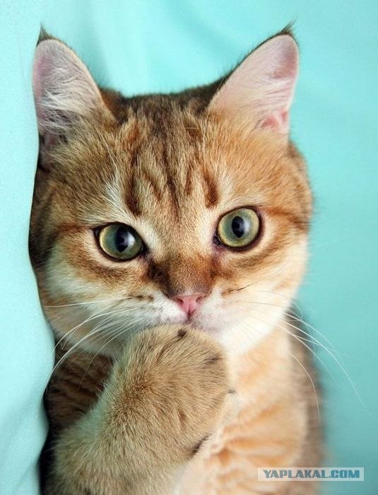Профессиональный котовторник