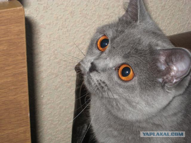 Котовторник (10.01.2012)