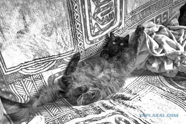 Котовторник! 13.03.2012